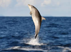 dolphin.jpg