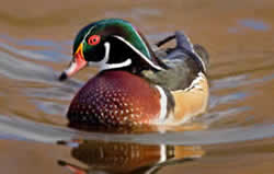 duck.jpg