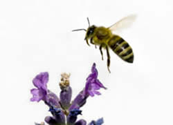 honeybee.jpg