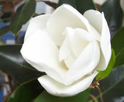 magnolia.jpg