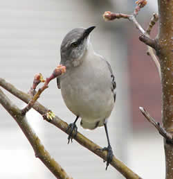 mockingbird.jpg