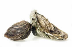 oysters.jpg